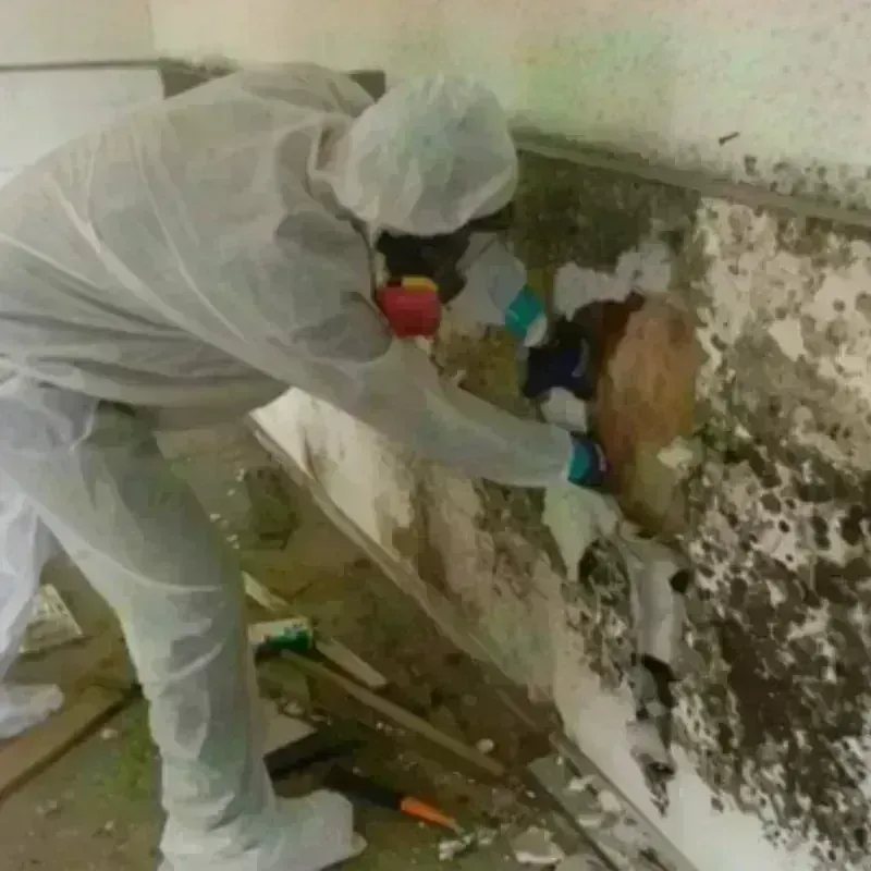 Mold Remediation and Removal in Red Lodge, MT